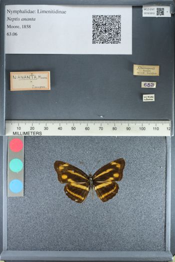 Media type: image;   Entomology 161810
